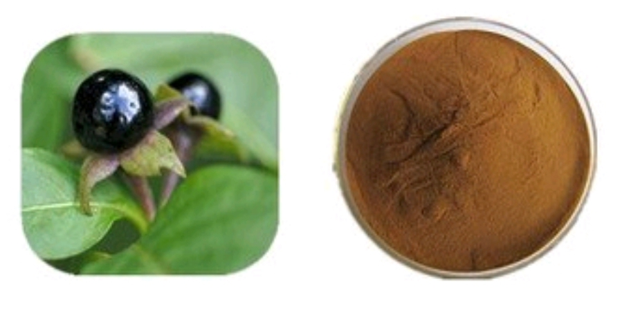 Belladonna Extract powder Belladonna Extract powder