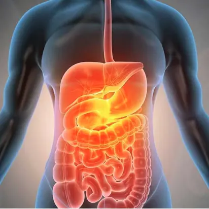 digestion digestion