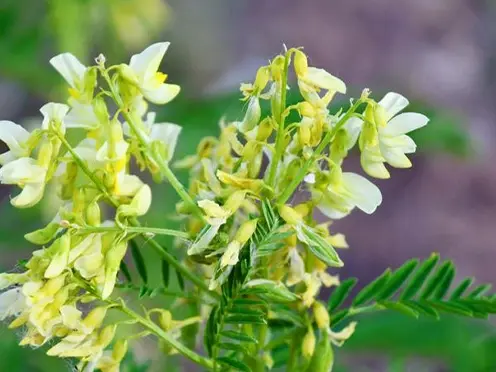 radix astragali radix astragali