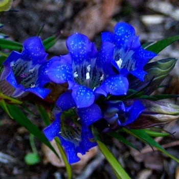 gentiana scabra