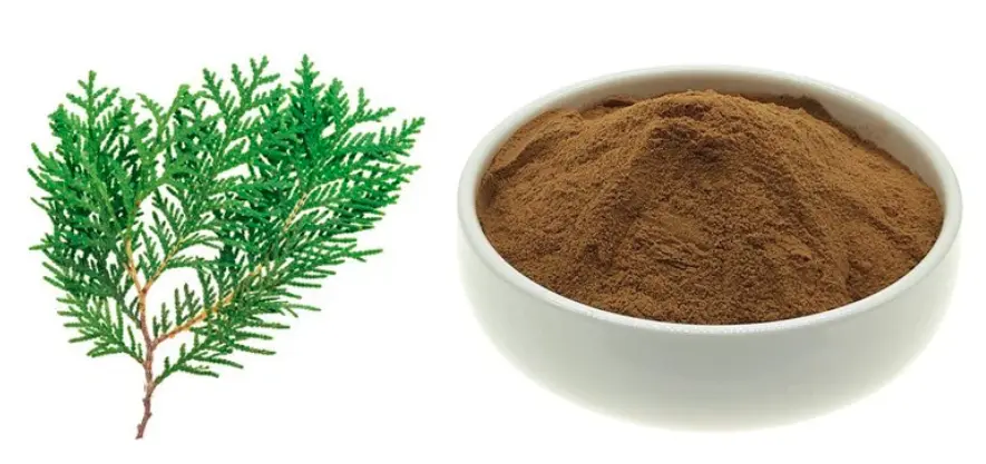 Platycladus Orientalis Extract powder Platycladus Orientalis Extract powder