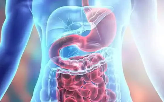 Promote digestive health Promote digestive health