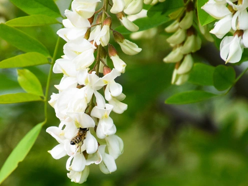 Sophora japonica