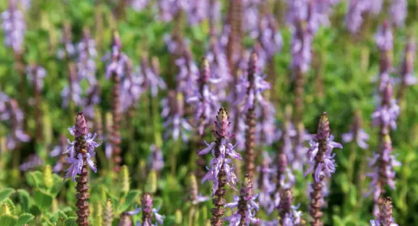 Coleus Forskohlii Coleus Forskohlii