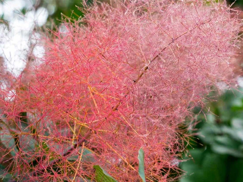 smoke tree