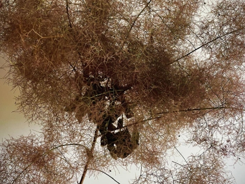 SMOKE TREE DRY