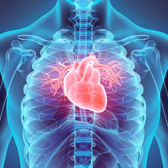 Support cardiovascular health Support cardiovascular health