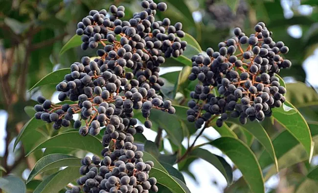 fructus ligustri lucidi fructus ligustri lucidi