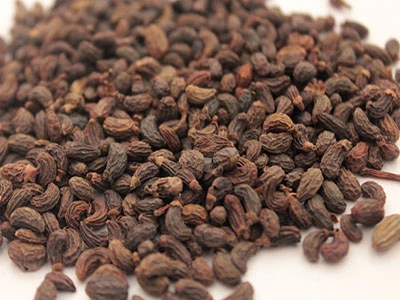 fructus ligustri lucidi fructus ligustri lucidi