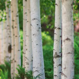 Betula Alba Extract Betula Alba Extract