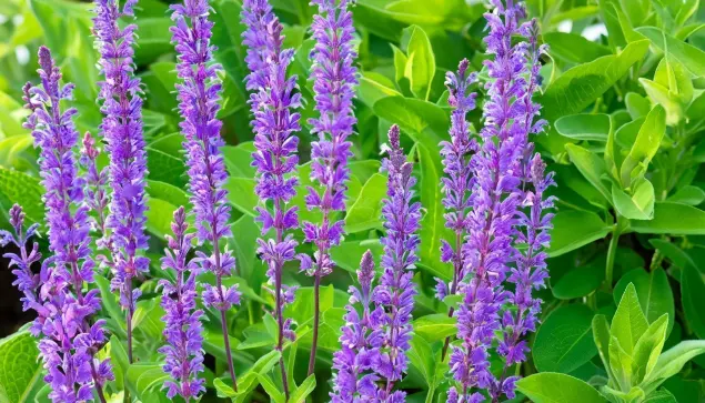 Salvia sclarea