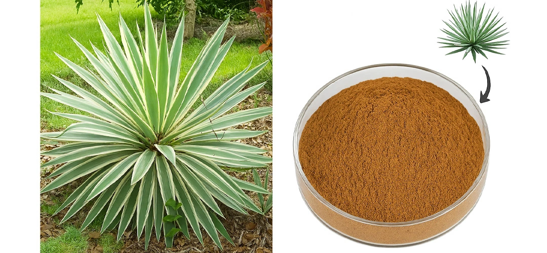 Yucca Saponins powder Yucca Saponins powder