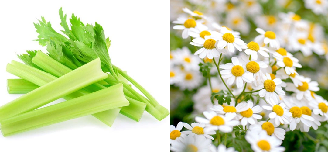 Kintai Apigenin Powder Advantages Kintai Apigenin Powder Advantages