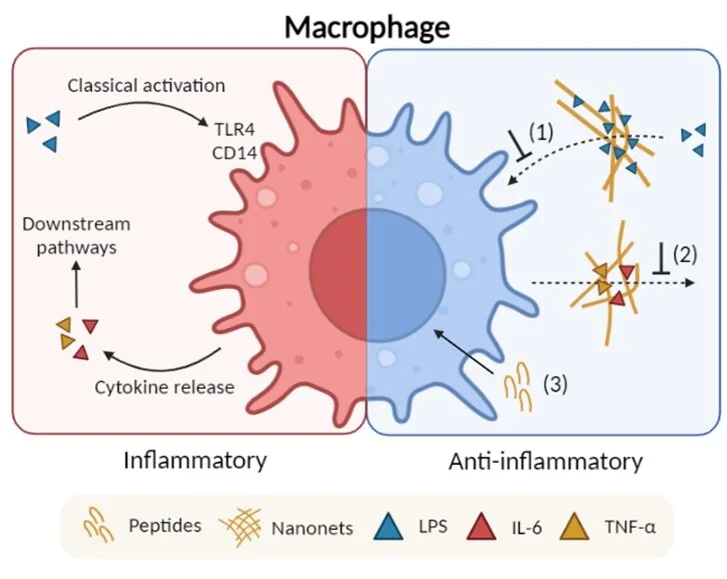 Natural Ferulic Acid Functions   Natural Ferulic Acid Functions