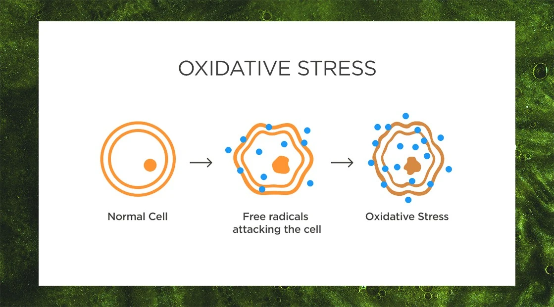 Ferulic Acid Powder Benefits Ferulic Acid Powder Benefits