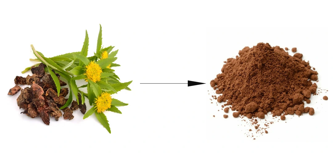 rhodiola rosea powder Source