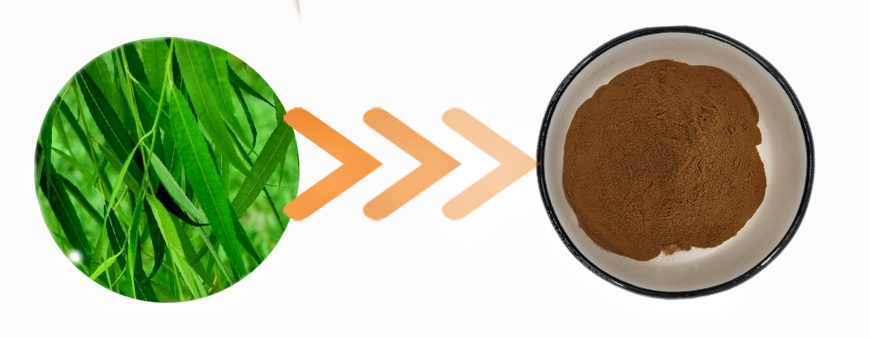 KINTAI White Willow Bark Extract powder