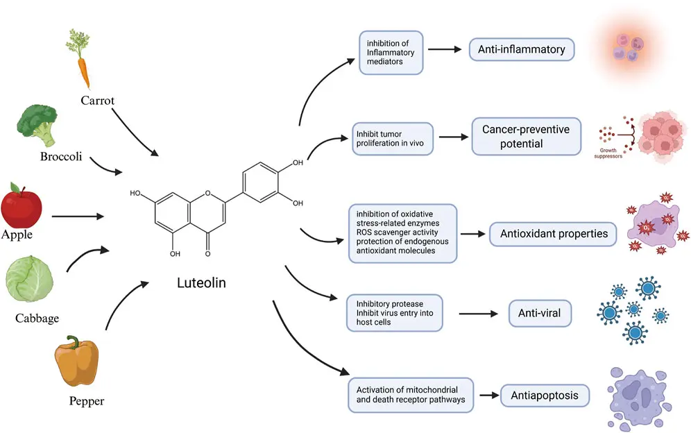 Bebefits of Pure Luteolin