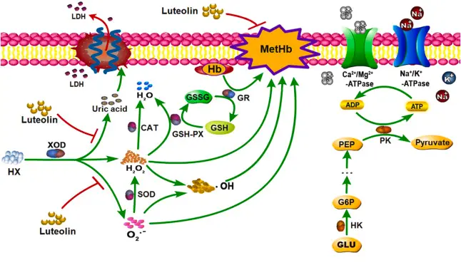 Benefits of Peanut Shell Extract Benefits of Peanut Shell Extract