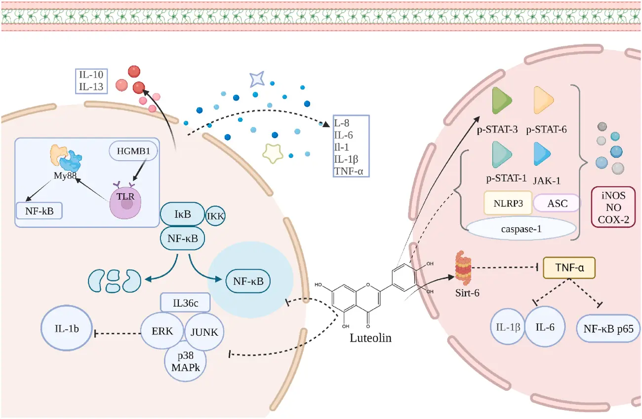 Benefits of Peanut Shell Extract Benefits of Peanut Shell Extract