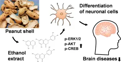 Uses of Peanut Shell Extract Luteolin Uses of Peanut Shell Extract Luteolin