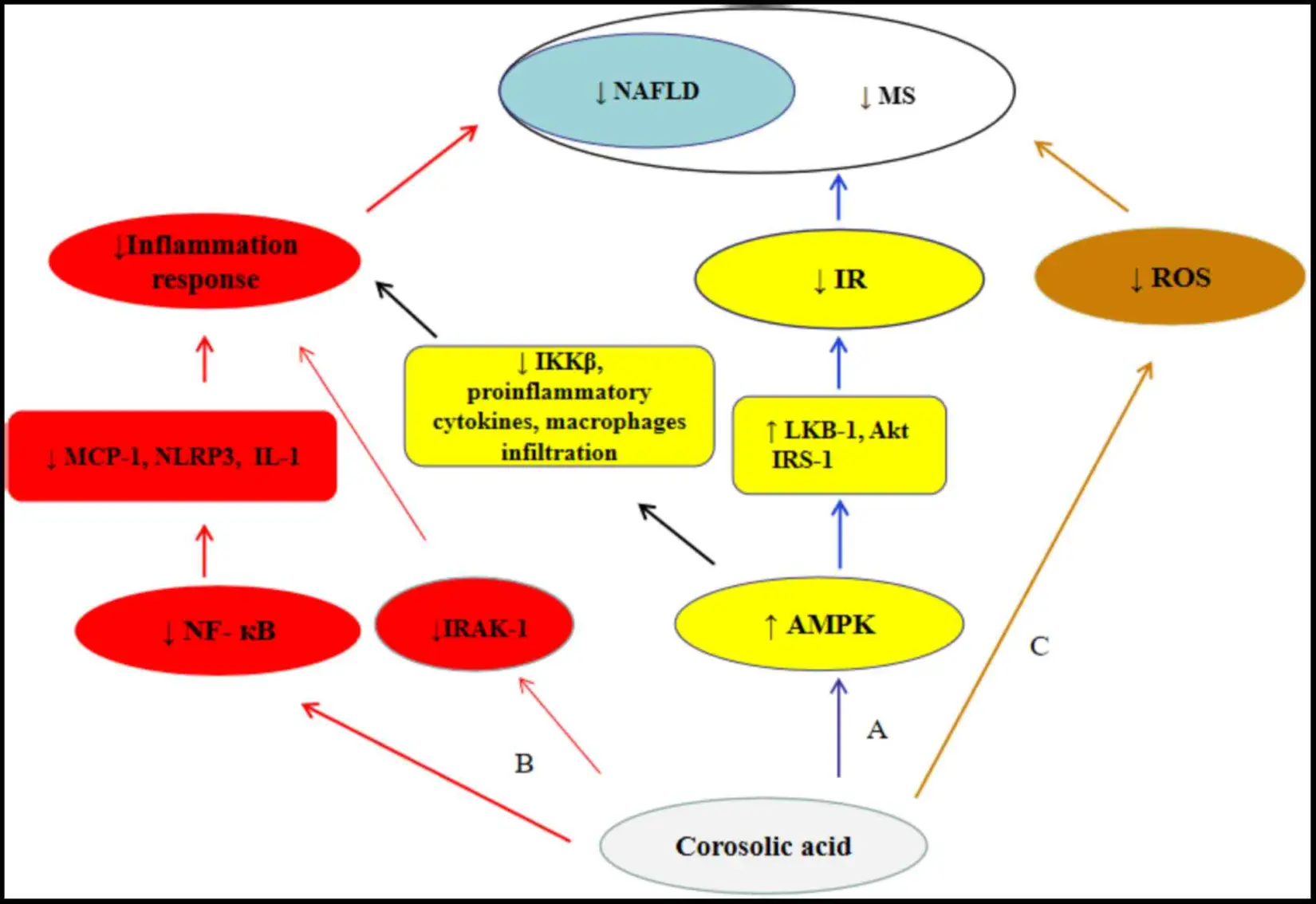 Corosolic Acid
