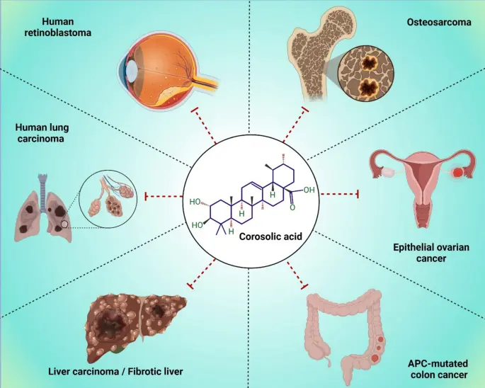 Corosolic Acid Uses