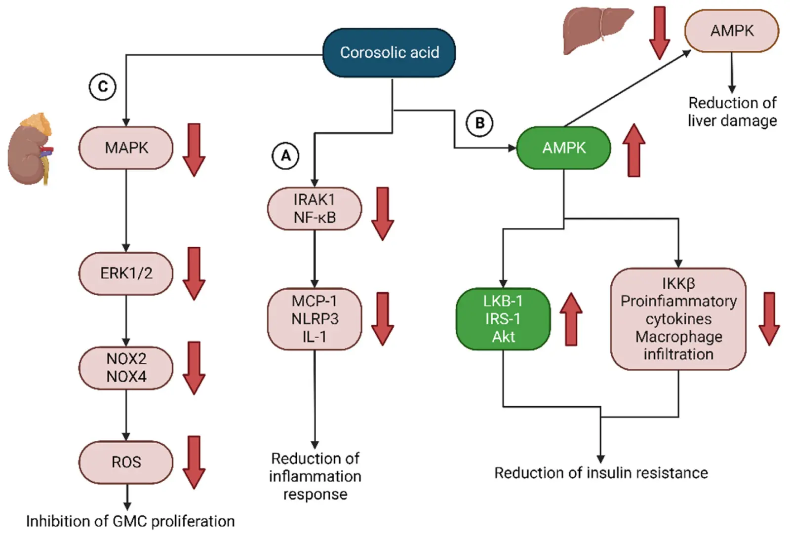 Cov haujlwm ntawm Banana Leaf Extract Cov haujlwm ntawm Banana Leaf Extract