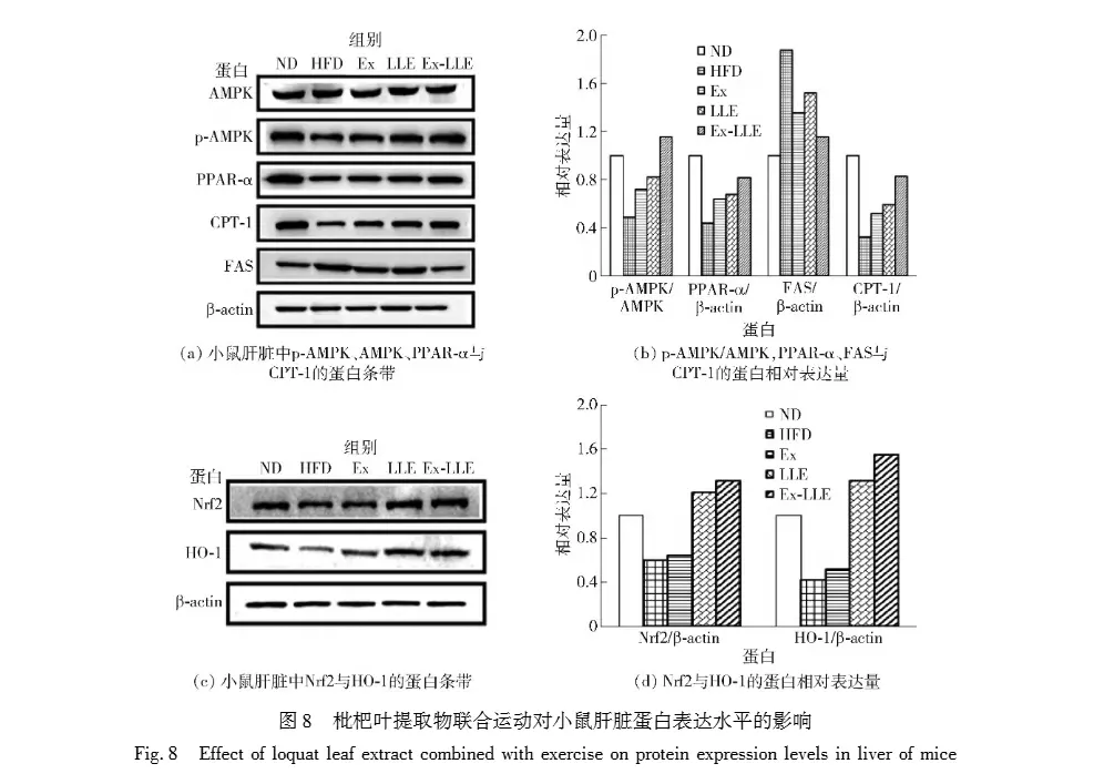 Effect and mechanism of Loquat Leaf Extract