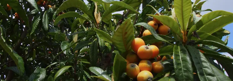 Uses of loquat leaf extract