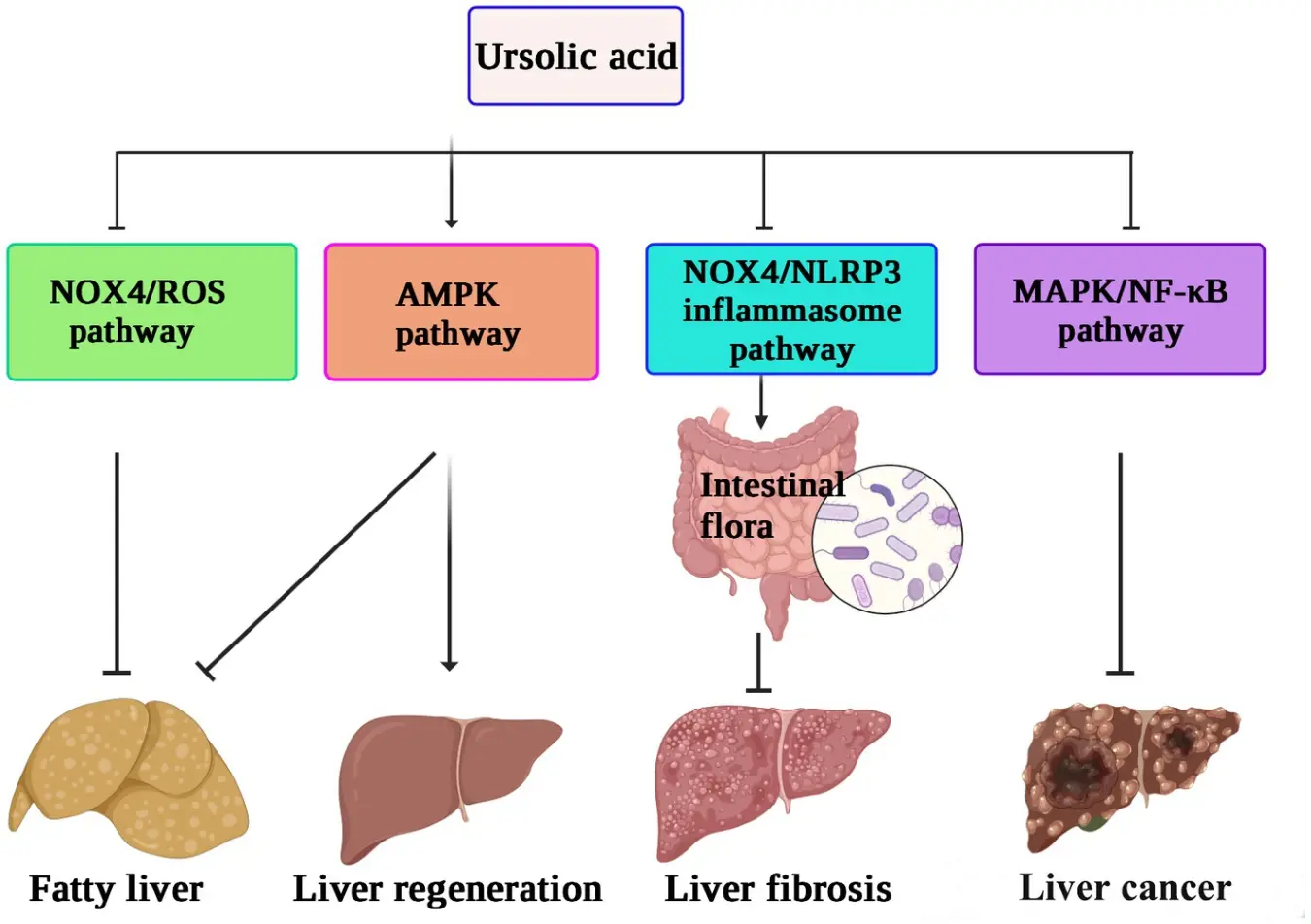 Liver Protection