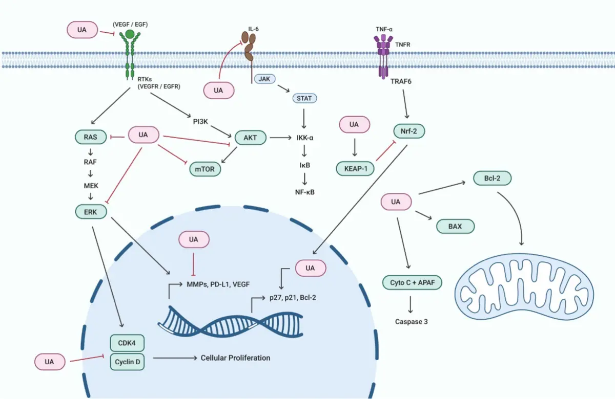 Ursolic Acid Ursolic Acid