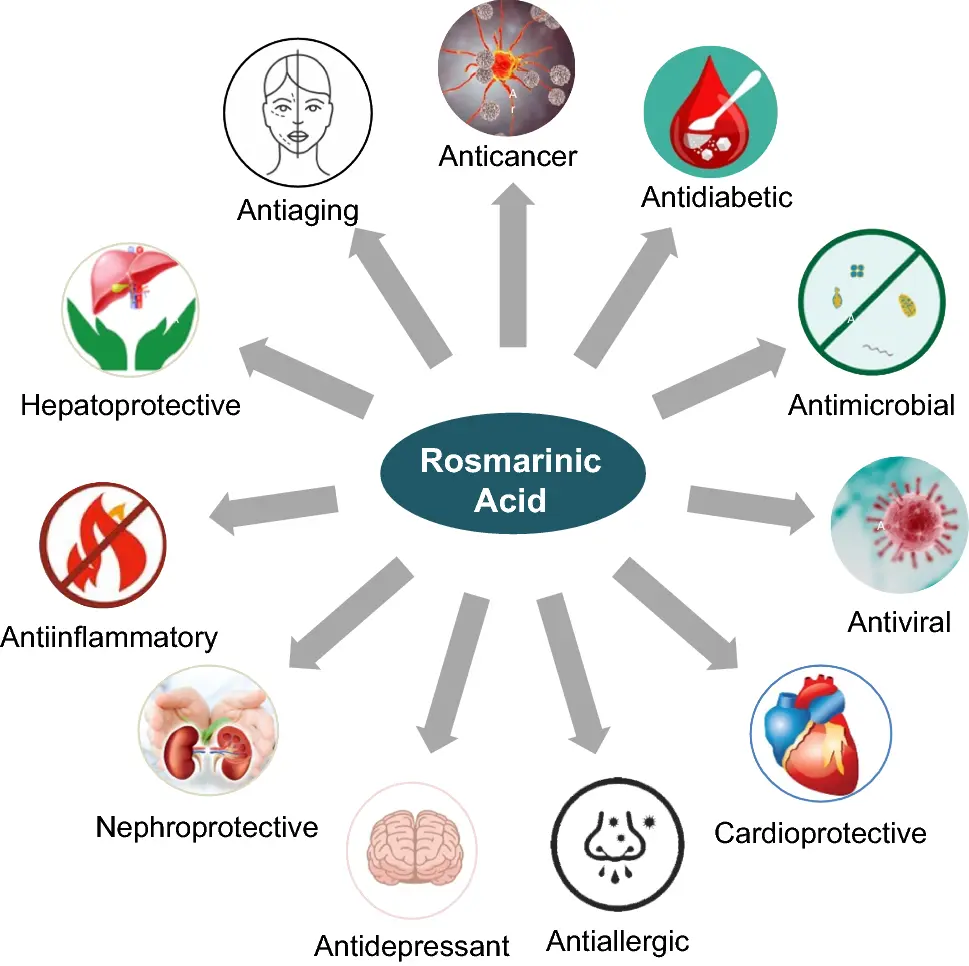 Rosmarinic Acid Uses