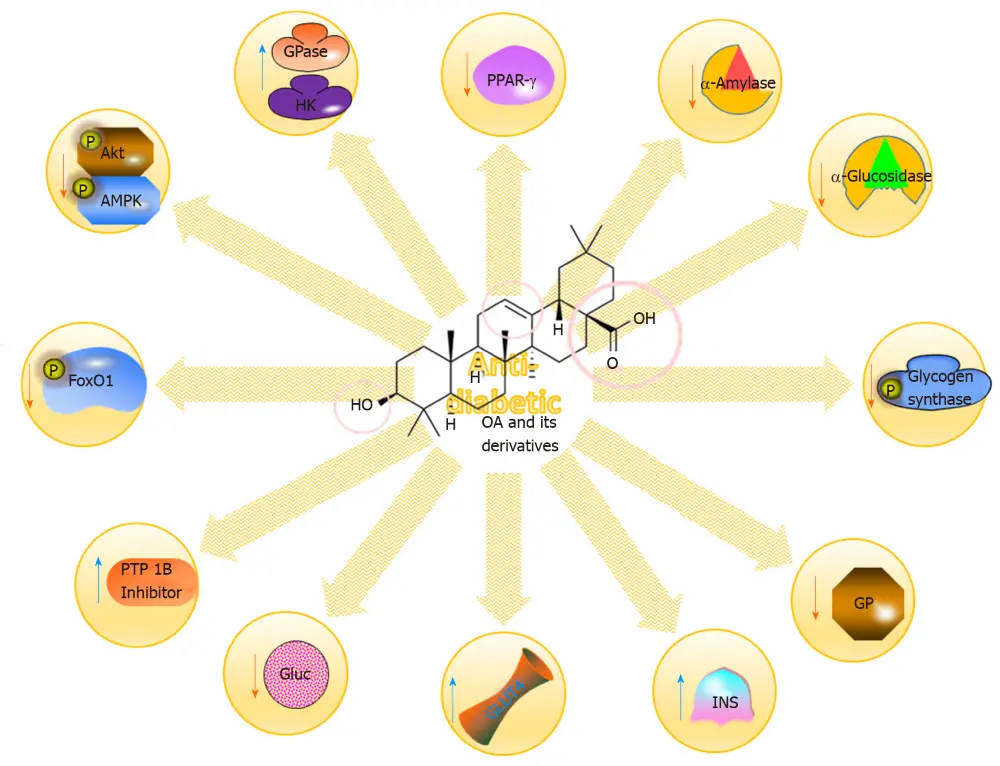 Oleanolic Acid Benefits Oleanolic Acid Benefits