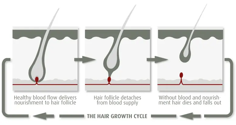 Carnosic Acid on Hair Growth