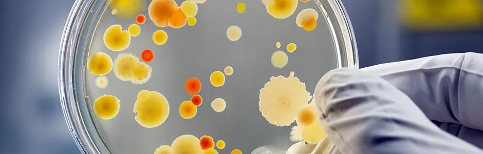 Antibacterial Antibacterial