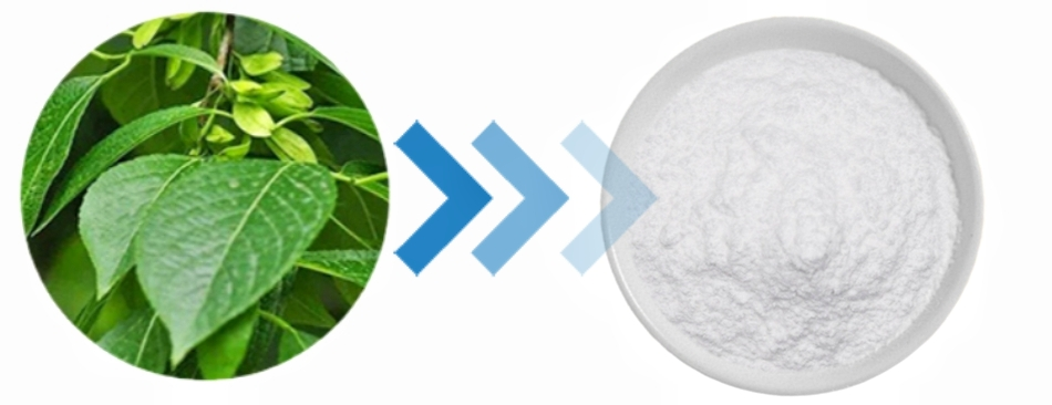Eucommia Leaf Extract Eucommia Leaf Extract