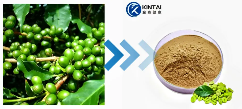 Green Coffee Bean Extract Manufacturer and Supplier Green Coffee Bean Extract Manufacturer and Supplier