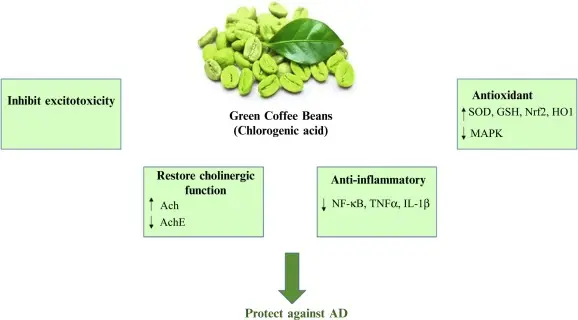 Chlogenic acid
