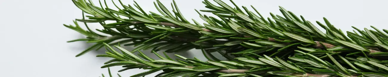 When should dogs completely avoid rosemary? When should dogs completely avoid rosemary?