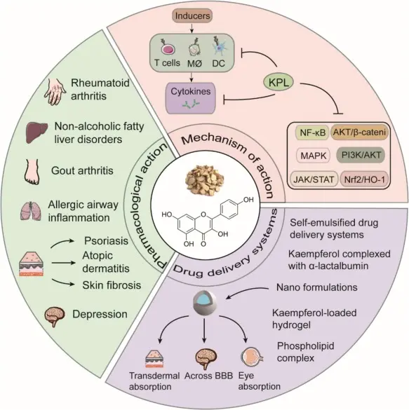 Kaempferol Uses Kaempferol Uses