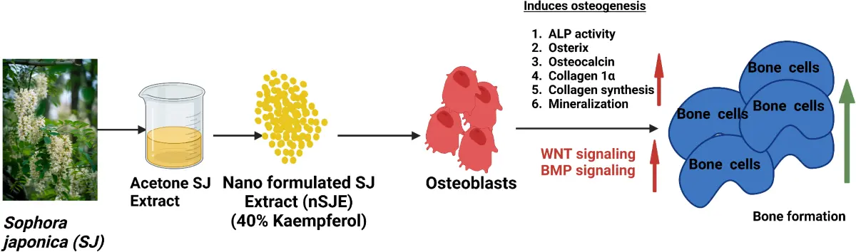 Sophora Japonica Extract Uses Sophora Japonica Extract Uses