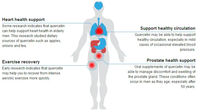Quercetin Powder Uses