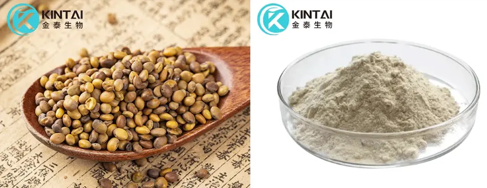 Cytisine Powder Manufacturer and Supplier