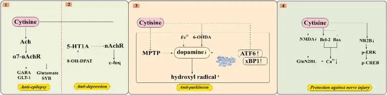 Cytisine Powder Functions Cytisine Powder Functions
