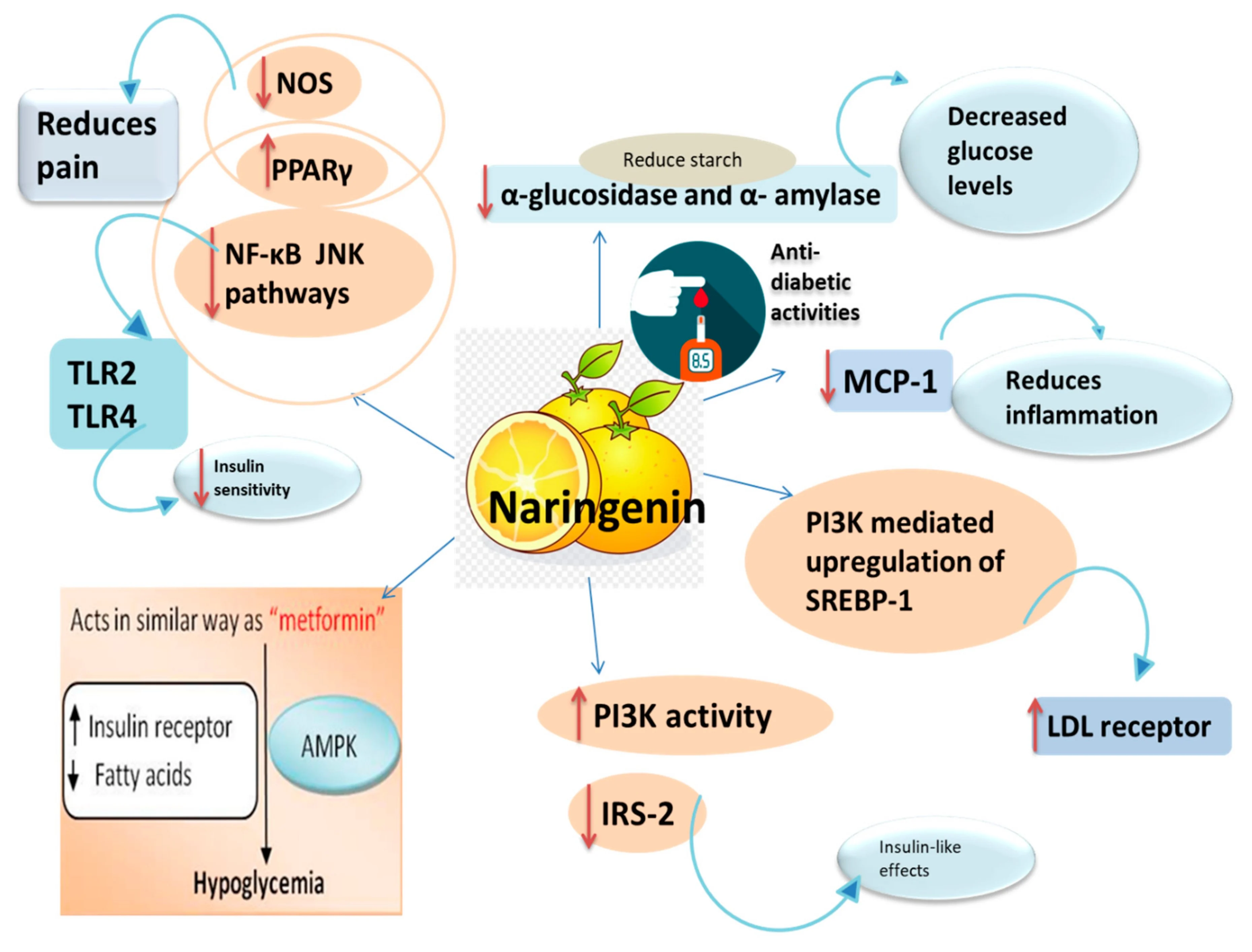 Efforts of Naringin on hyperlipidemia Efforts of Naringin on hyperlipidemia
