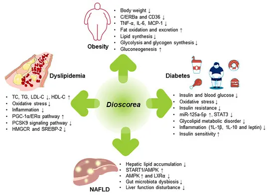 What does Wild Yam Extract do? What does Wild Yam Extract do?