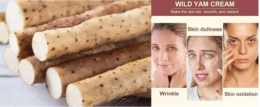 Wild Yam Extract for Skin