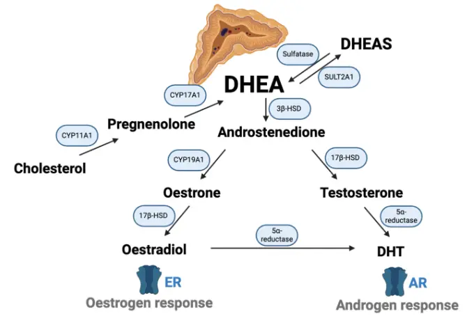 What does Yam Extract do for Men？