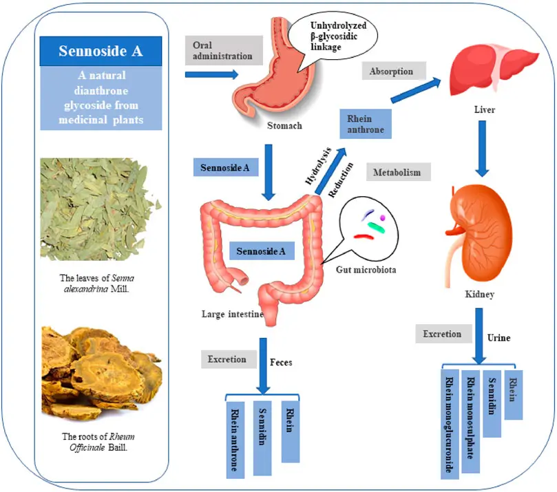 Bisacodyl or Sennosides: The Mechanism of Action Bisacodyl or Sennosides: The Mechanism of Action